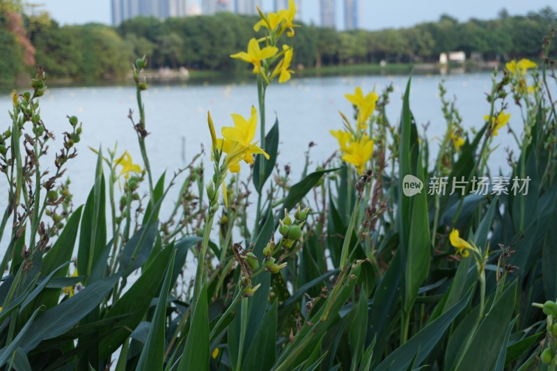 顺峰山公园蕉芋花