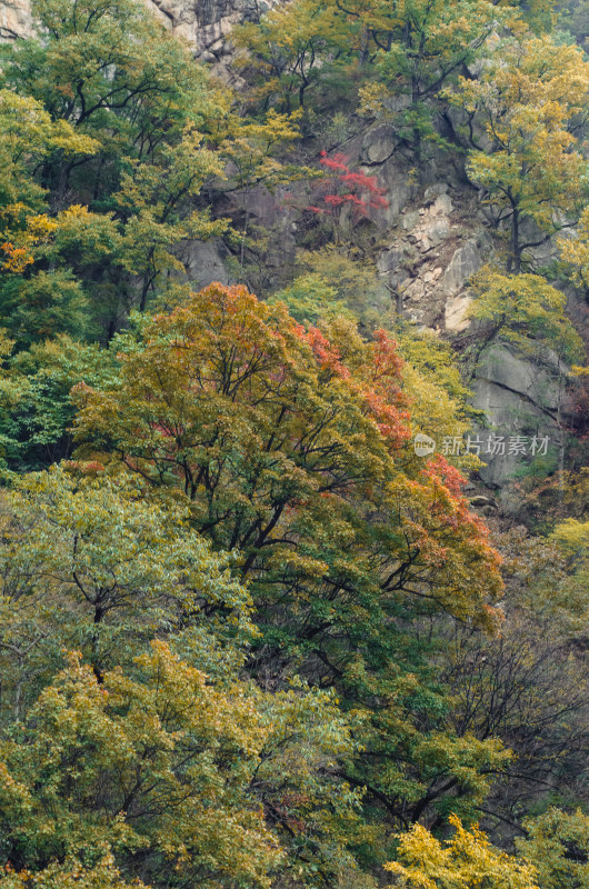 河南省洛阳白云山秋天风景