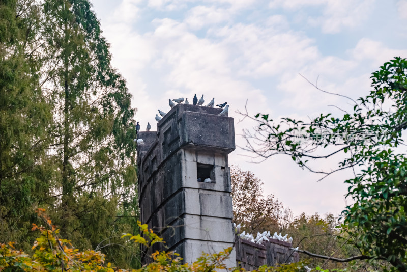 南京钟山风景名胜区音乐台白鸽风景