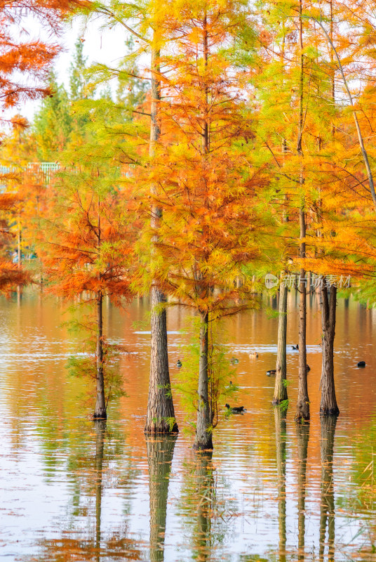 成都白鹭湾湿地公园水杉秋景