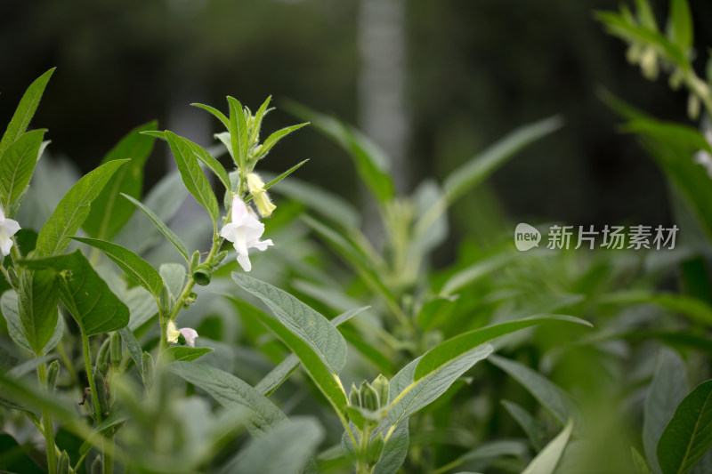 开着花的芝麻