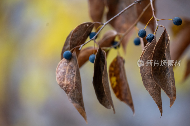 枯叶与蓝果特写