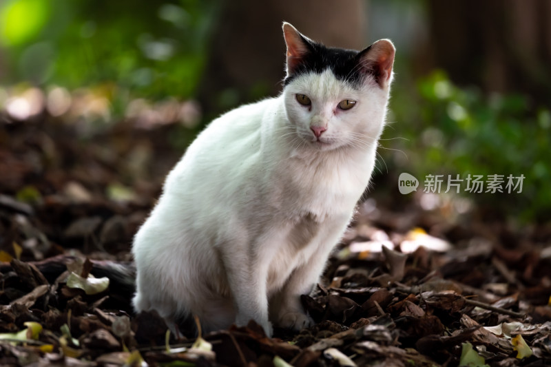 上海嘉定秋霞圃枫林园林秋色