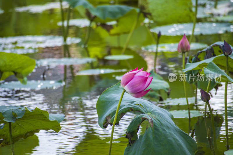 惠州西湖丰渚园一朵被风吹歪的粉色荷花