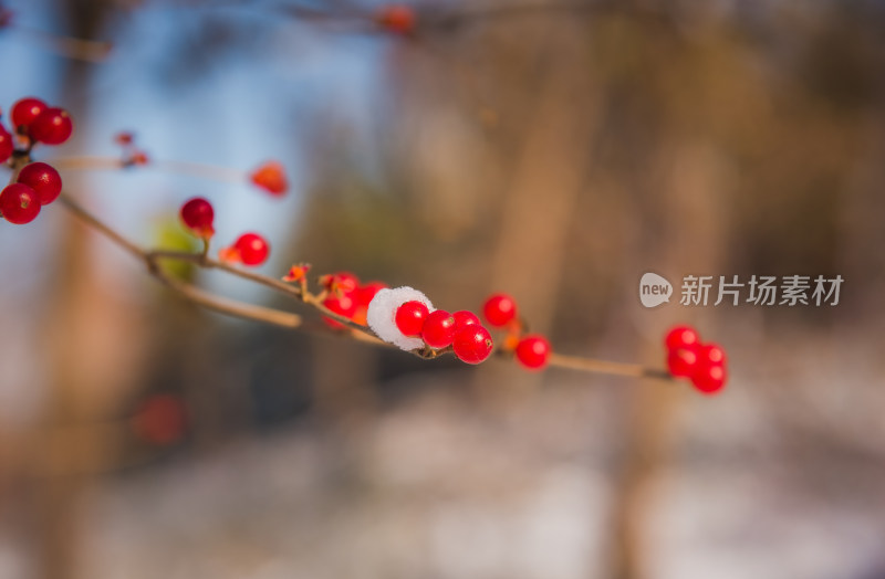 冬日红色浆果上的雪花背景