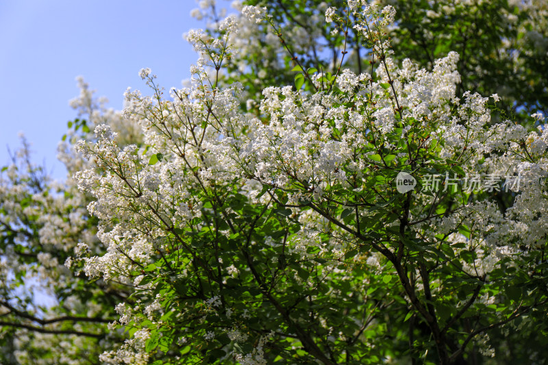 春天四月丁香花花卉开放治愈清新