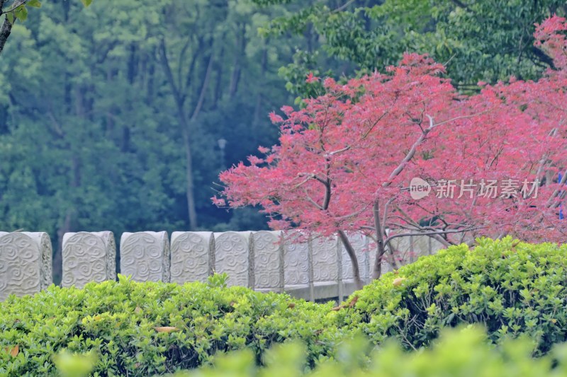 南京钟山景区 前湖 琵琶湖