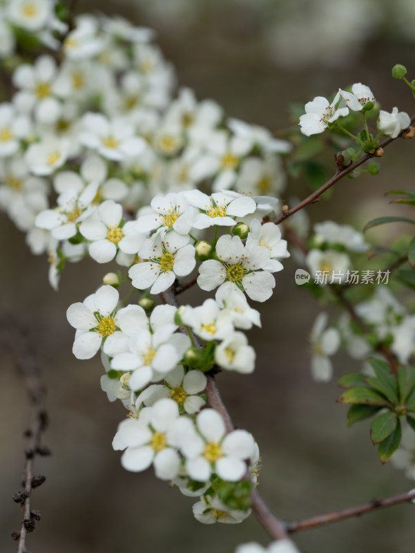 春天的绣线菊小白花特写