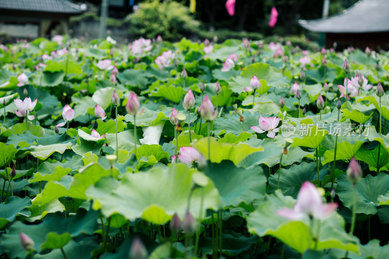 夏天池塘里的荷花