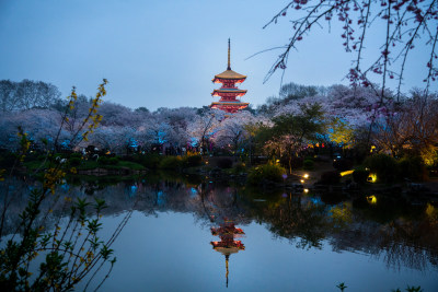 武汉东湖樱园夜樱