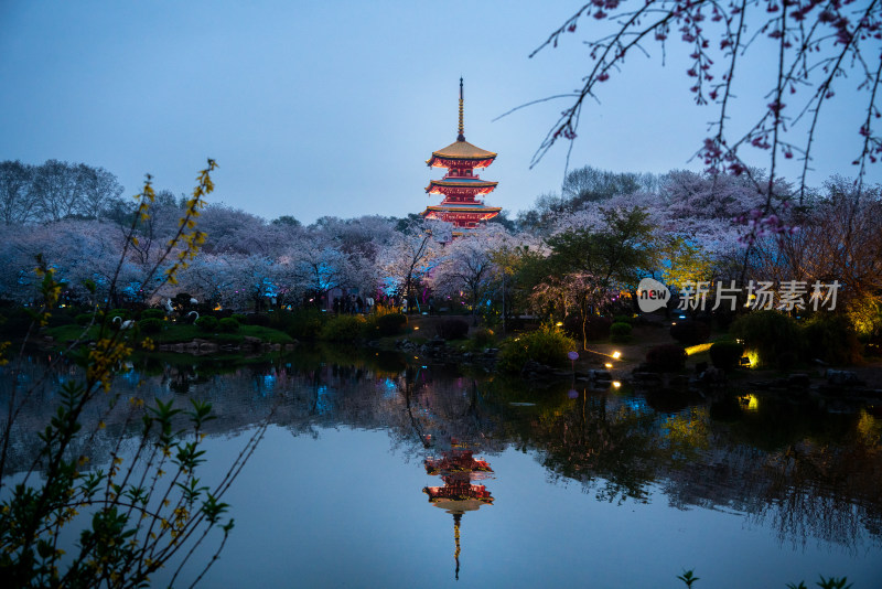 武汉东湖樱园夜樱