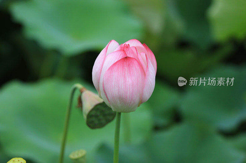 含苞待放的荷花花骨朵