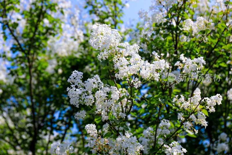 白色丁香花