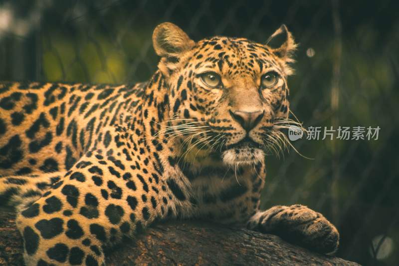 野生动物豹子猎豹猎食动物