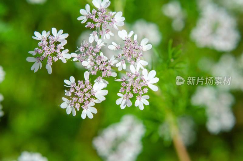 春天盛开的香菜花