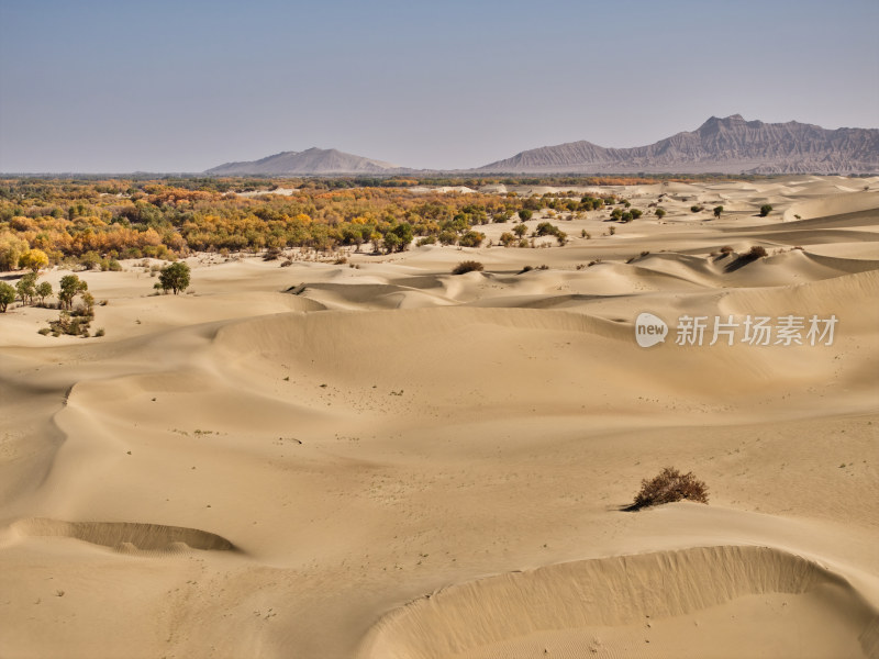 胡杨林美景