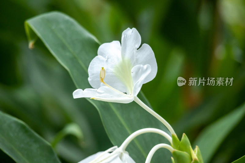 草药园区种植着的姜花