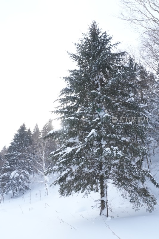 雪乡羊草山雪松