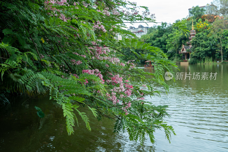 公园里盛开的节荚决明花