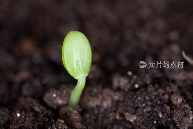 春天土壤里冒出的嫩芽特写