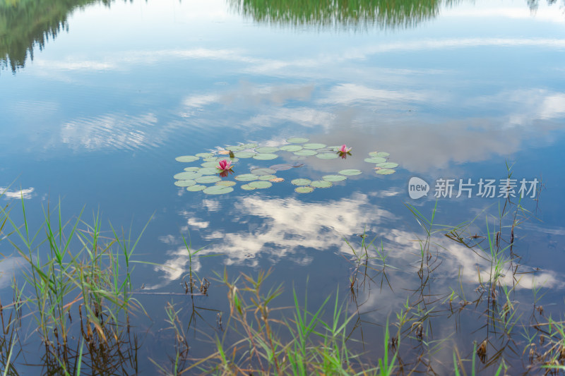 湖面上漂浮的睡莲的高角度视图