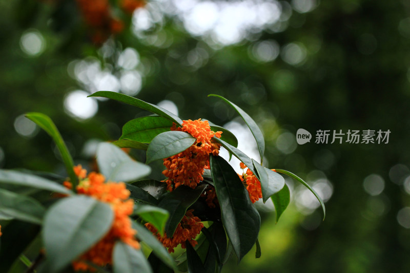 丹桂花枝背景实拍素材