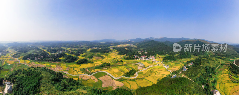 美丽乡村田园金黄稻田航拍全景图