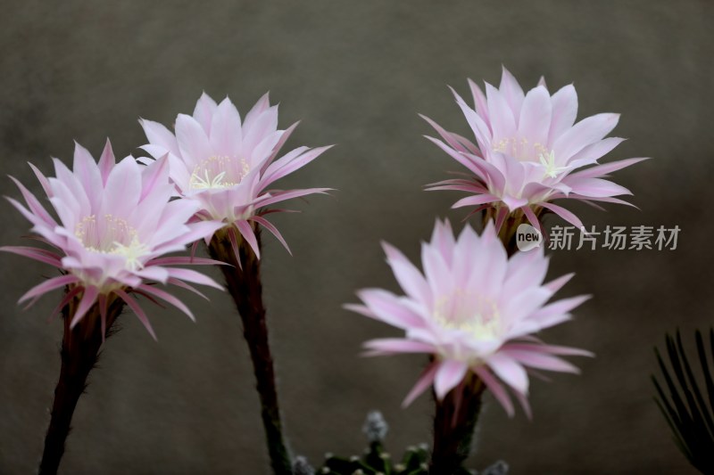 仙人球花朵