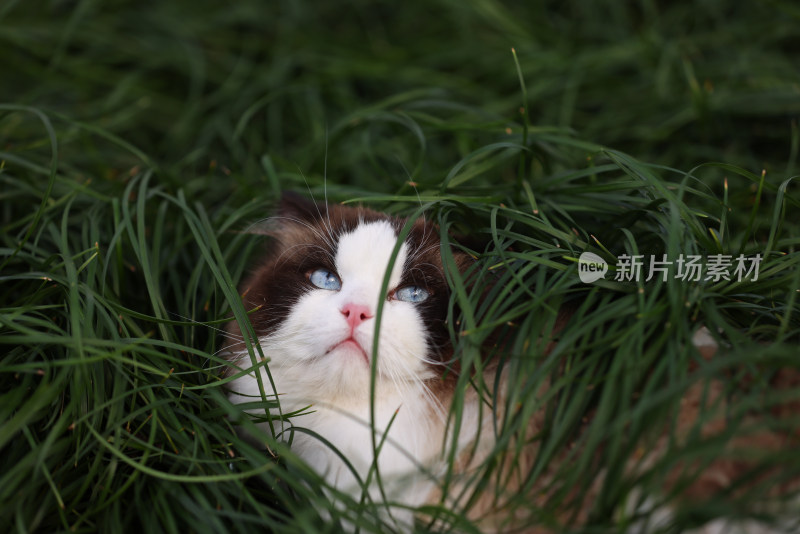 一只在草地上的布偶猫 海豹双色雄性种猫