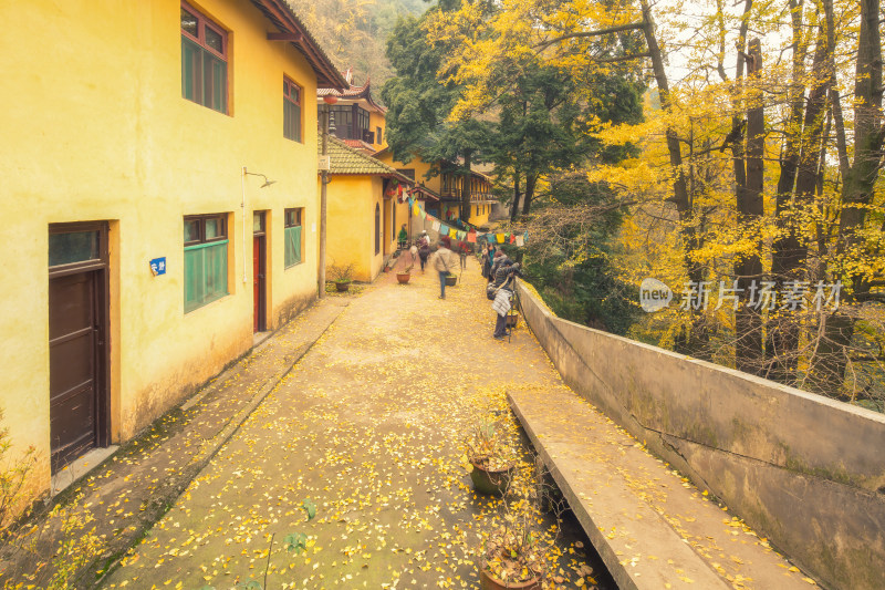 成都大邑白岩寺银杏