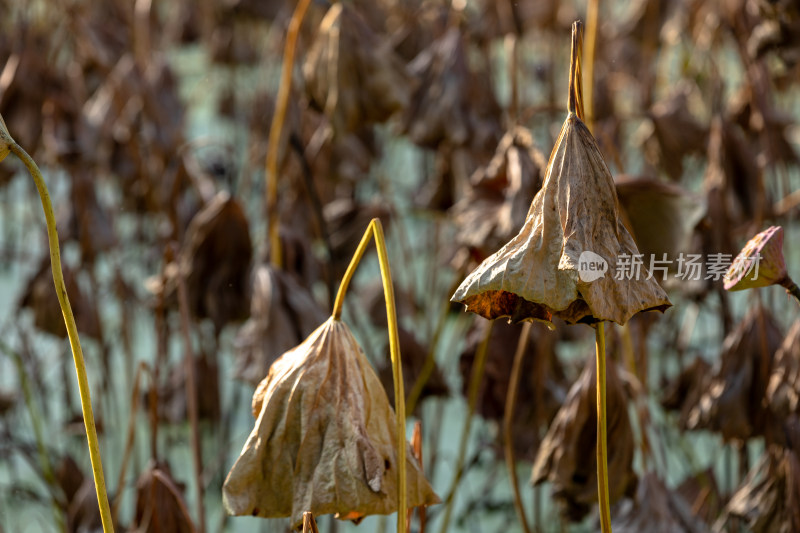 枯萎的荷叶 枯枝败叶