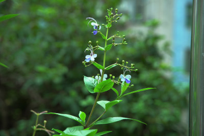 植物花自然绿色