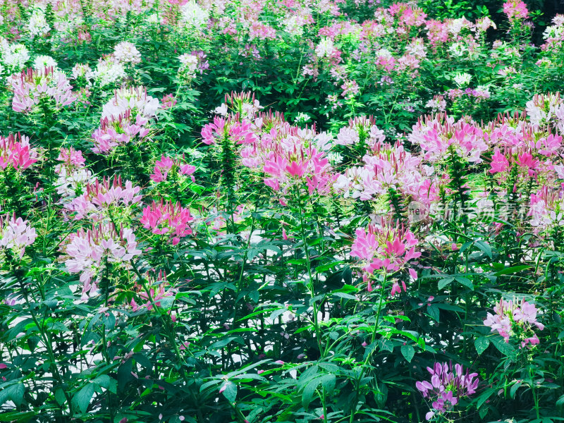 佛山市千灯湖公园醉蝶花花海