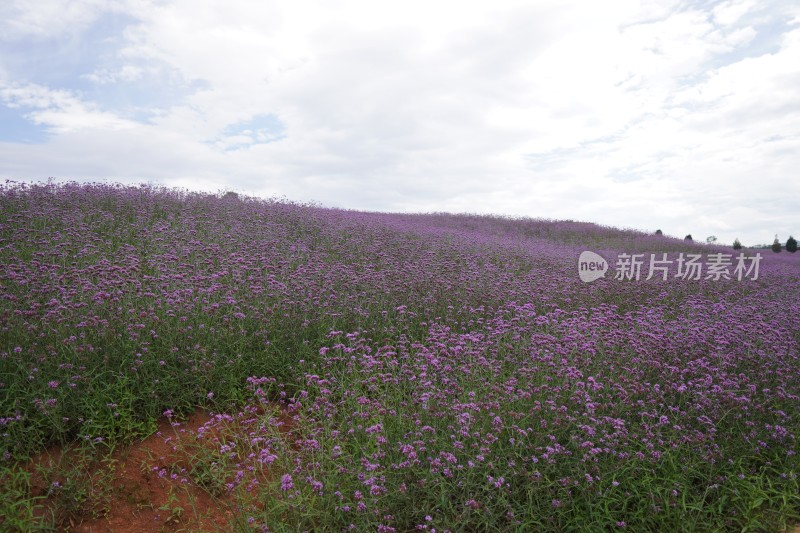 云南弥勒东风韵薰衣草花海