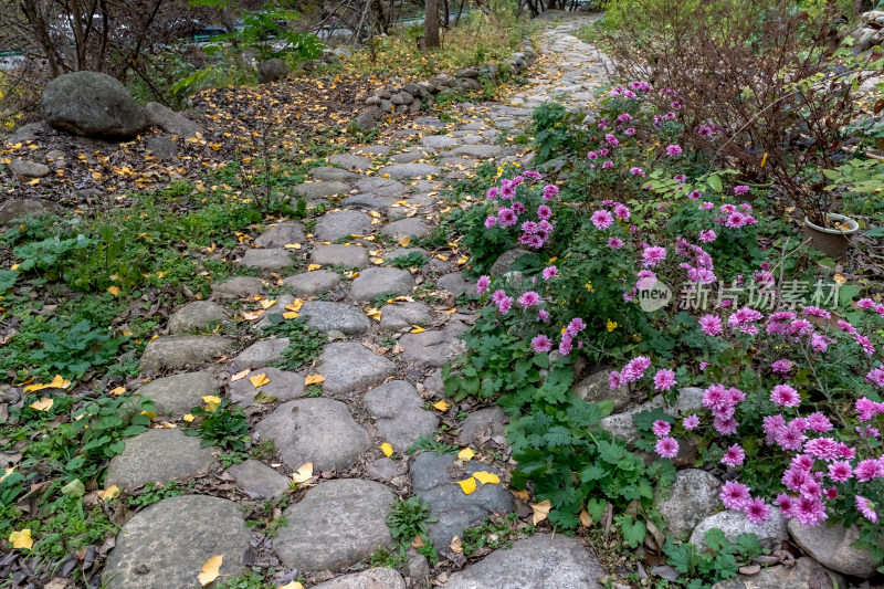 幽静的菊花石板路