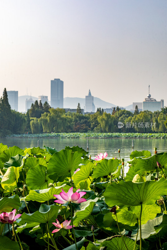 山东济南大明湖风景区夏日荷花景点景观