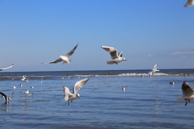 海面飞翔的海鸥