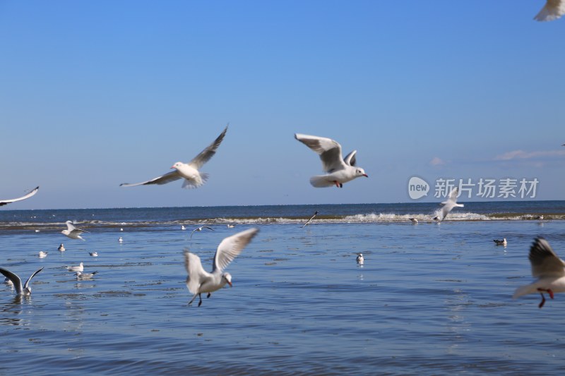 海面飞翔的海鸥