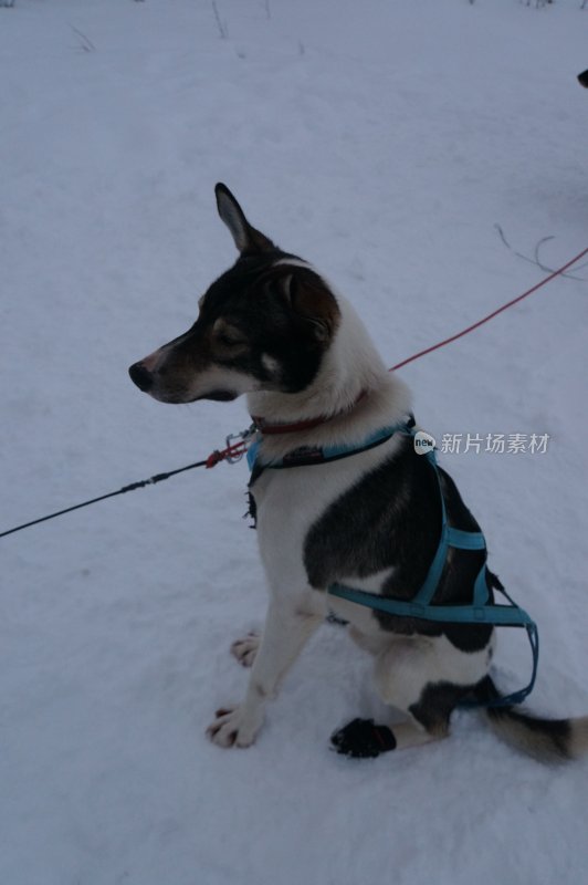 雪地上拴着牵引绳的狗