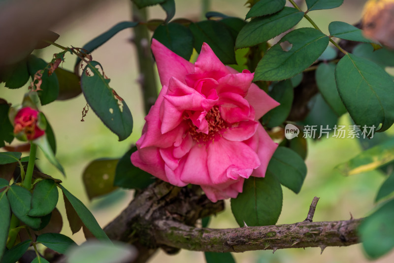 花坛中盛开的月季花特写