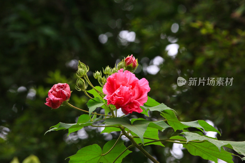 秋天盛开的芙蓉花