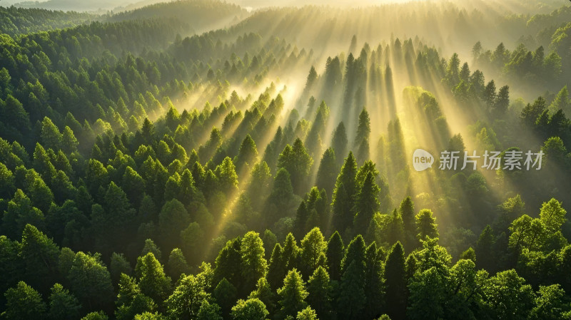 清晨森林阳光穿透树林光影自然唯美背景