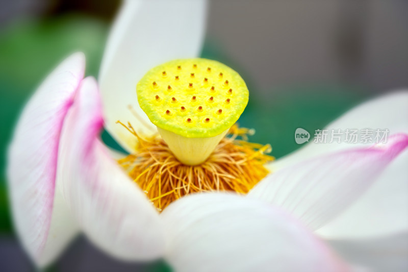 荷花之心：圣洁的莲蓬