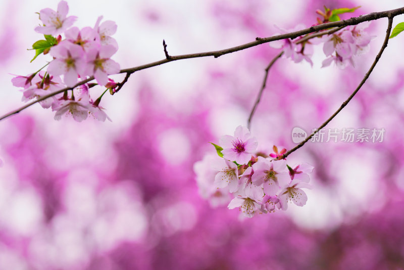 春日樱花季