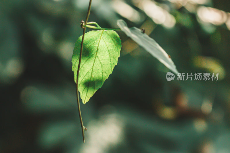 邛崃天台山绿叶