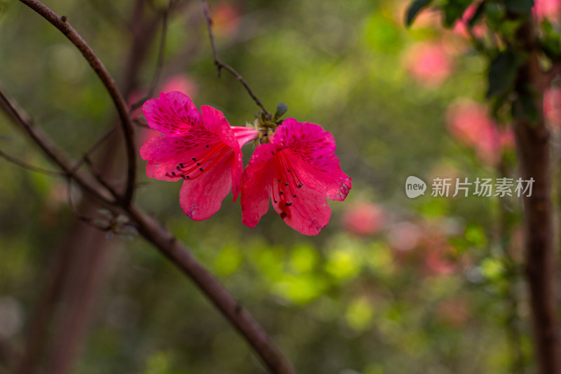 杭州植物园盛开的粉红色杜鹃花