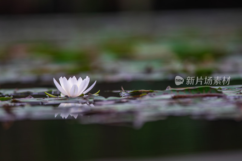 池塘中的荷花莲花