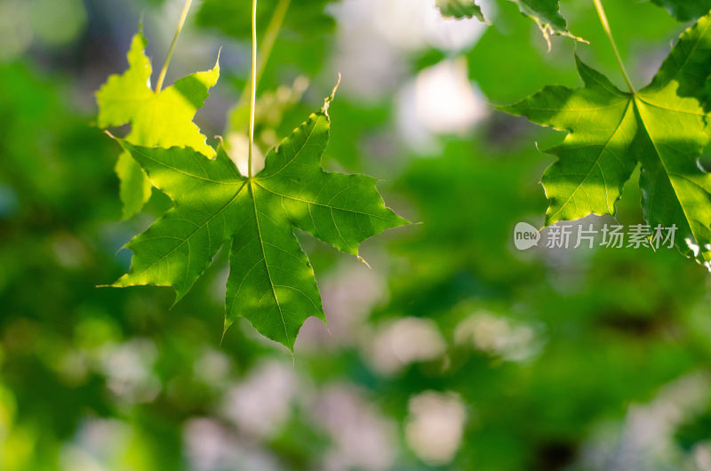 阳光下的绿色枫叶特写