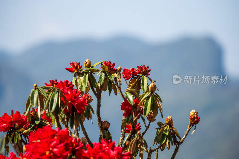 贵州百里杜鹃山间盛开的烂漫杜鹃花