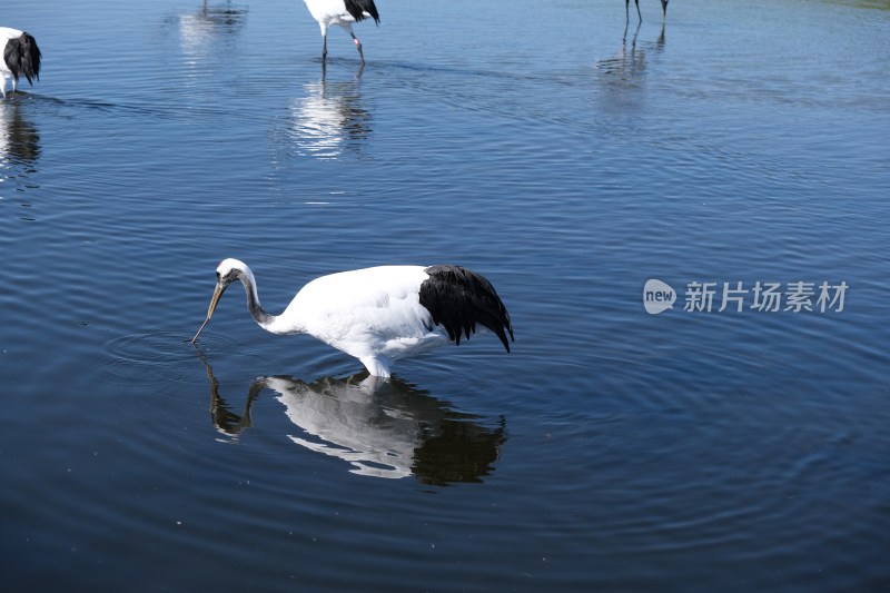 丹顶鹤在水中觅食